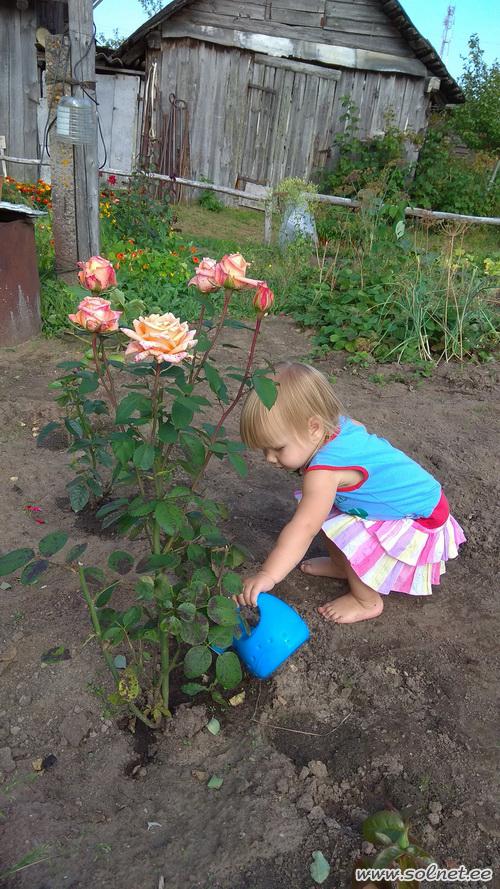 Я дедуле помогаю, его розы поливаю