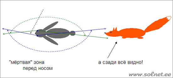 Как видит заяц. Занимательная физика